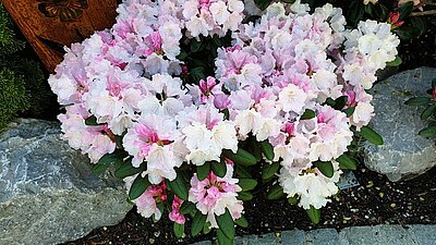 Rhododendron